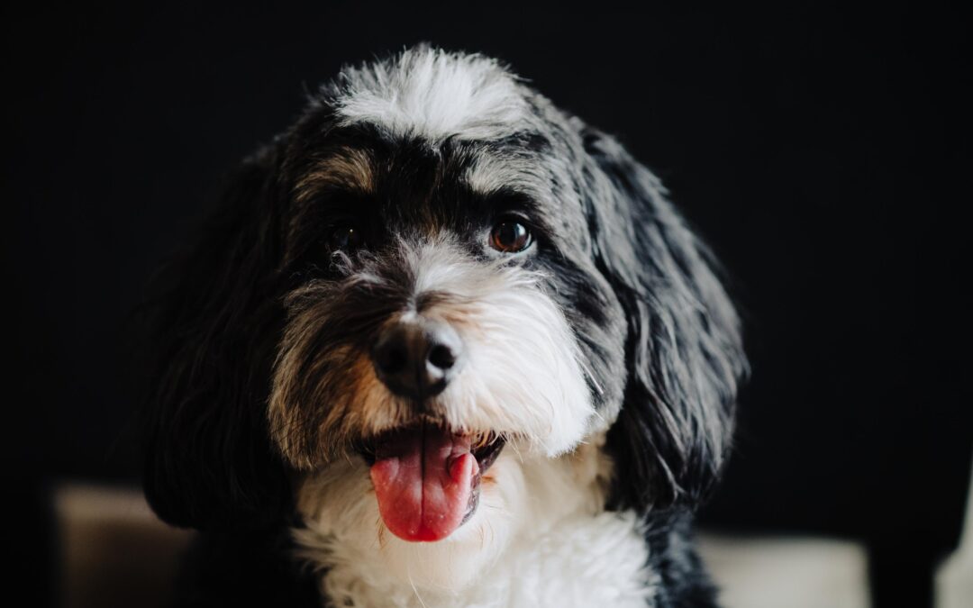 The Ultimate Guide to Having a Pet-Friendly Wedding in Austin
