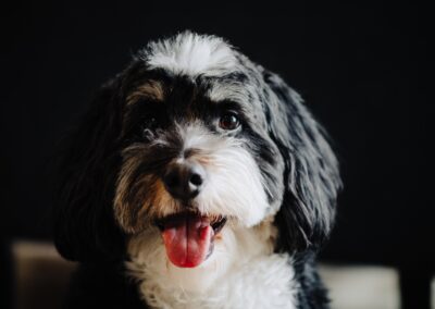 The Ultimate Guide to Having a Pet-Friendly Wedding in Austin
